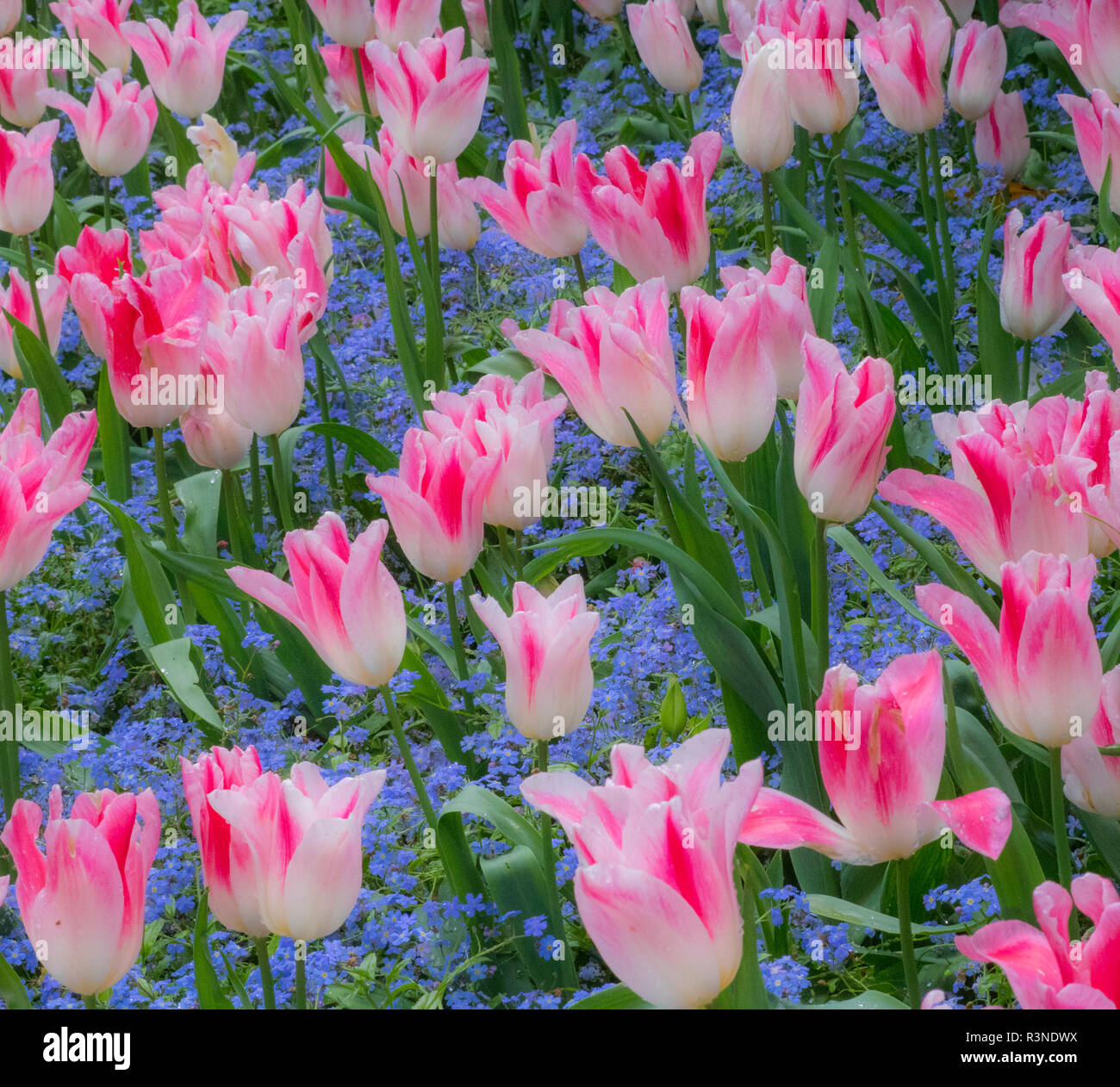 Pink tulips intermixed with Stock Photo Alamy