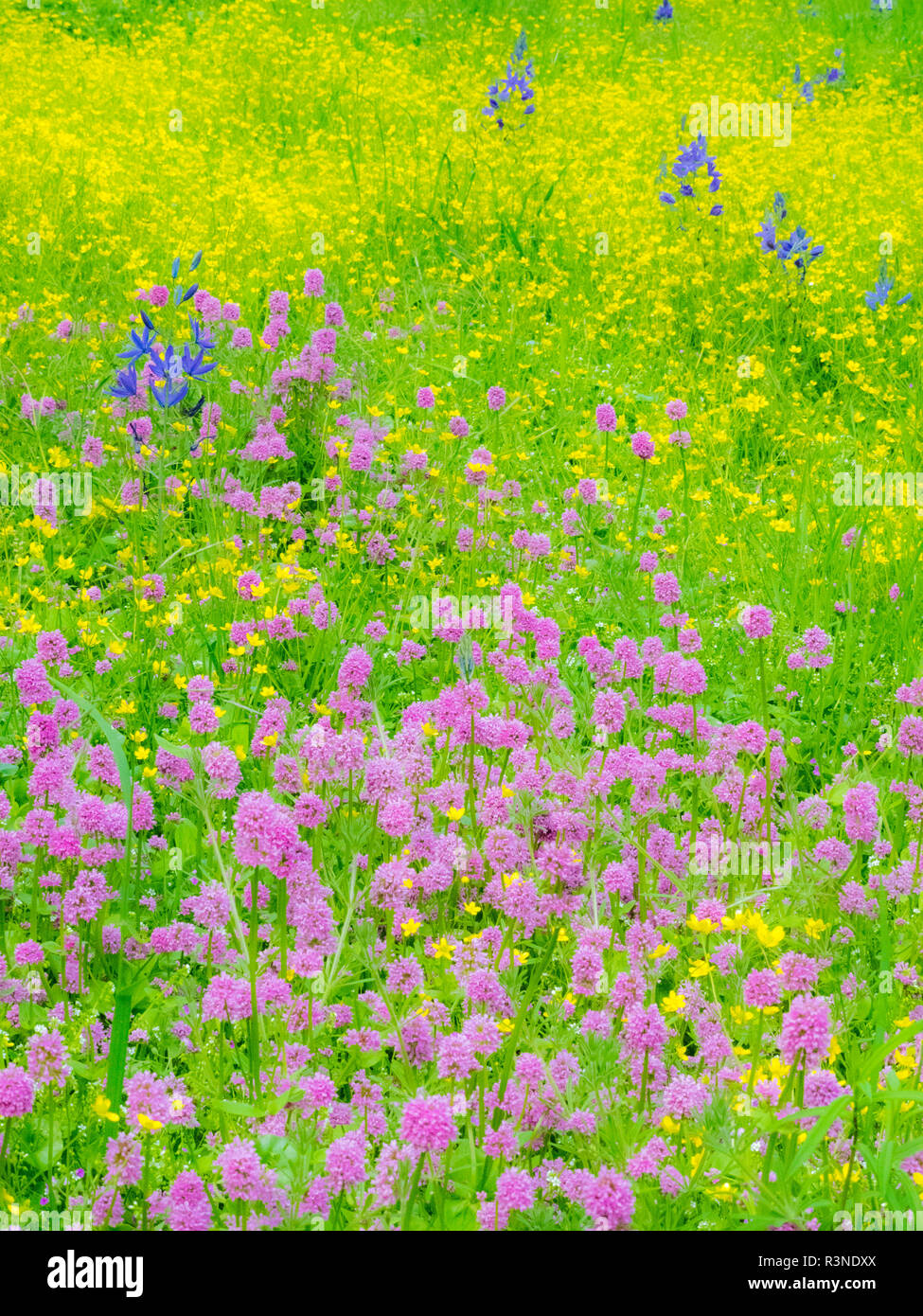 Camas selective soft focus with yellow and pink field of flowers, buttercups and clover. Stock Photo
