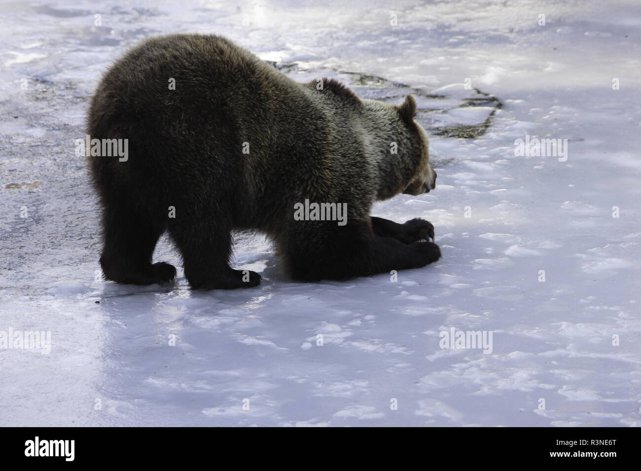 Che Profile High Resolution Stock Photography and Images - Alamy