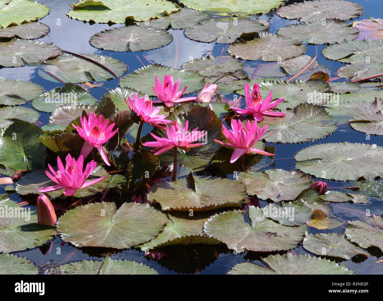 blooming water lilies Stock Photo Alamy