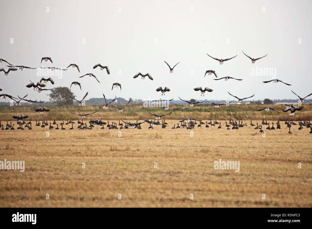 wind gulls on a field in the north Stock Photo