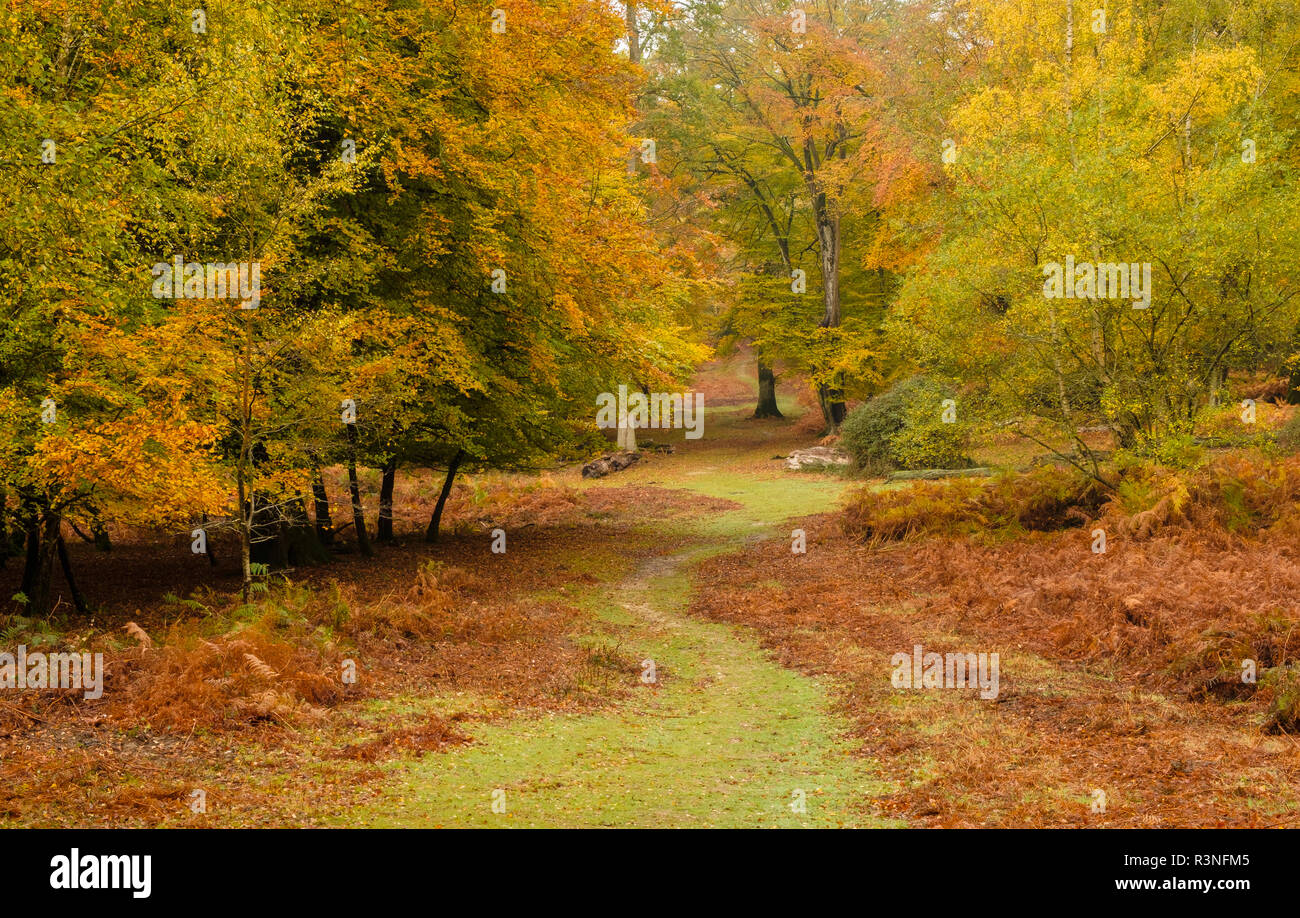 Beech Trees  and Bracken in Autumn Colour, New Forest National Park, Hampshire, England, UK, Stock Photo