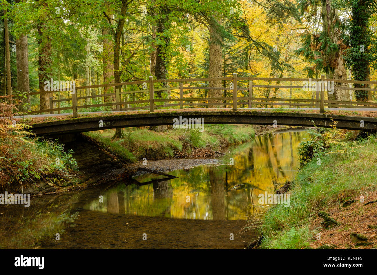 Road Bridge over the Black Water River in Autumn, New Forest National Park, Hampshire, England, UK, Stock Photo