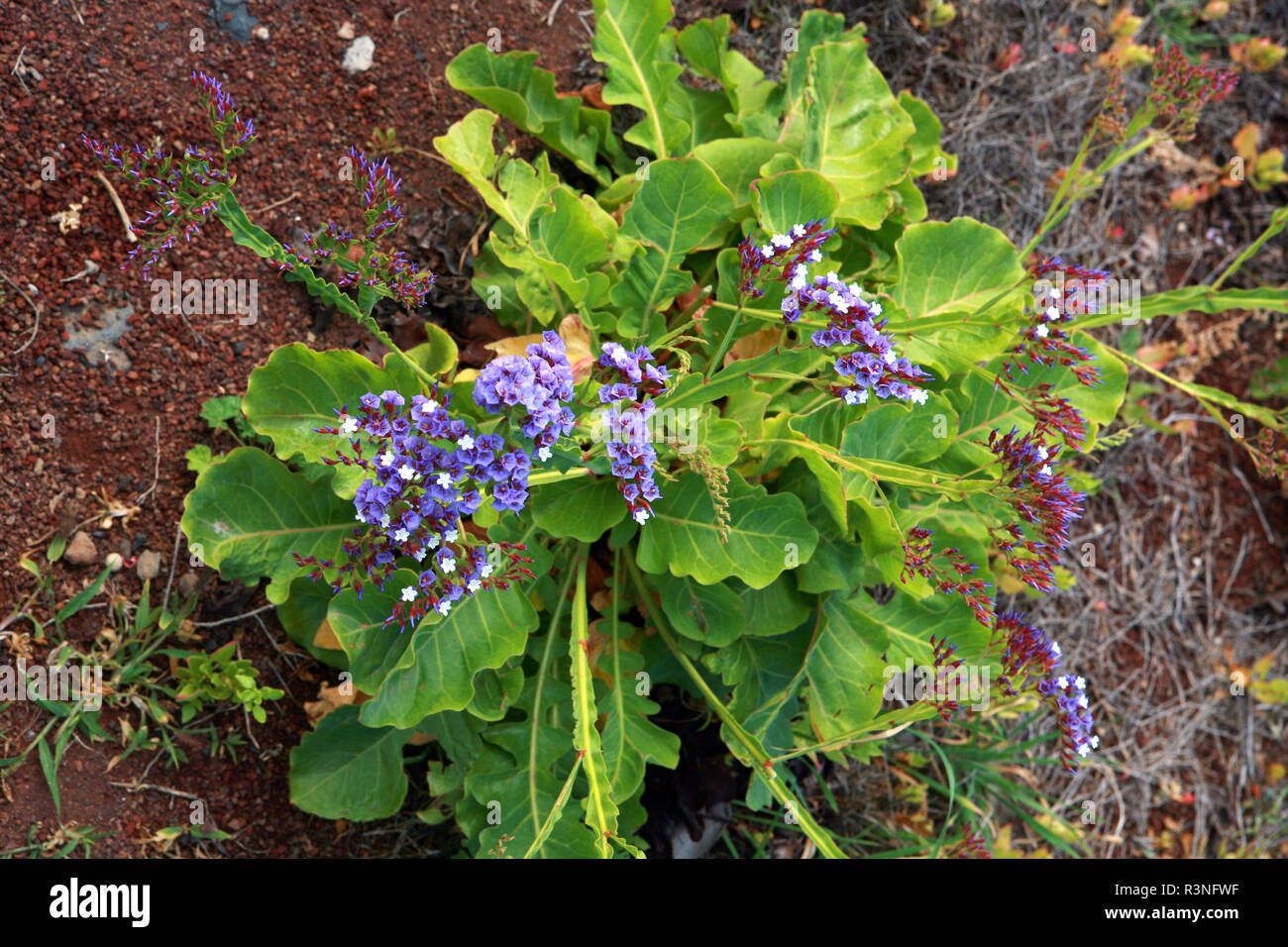 beach lilac (limonium) Stock Photo