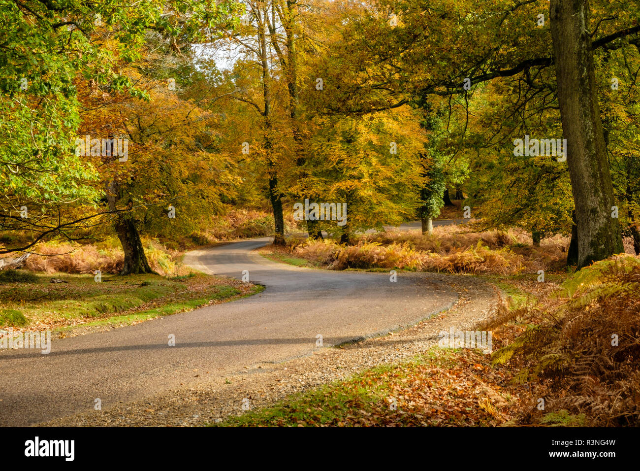 Beech Trees  and Bracken in Autumn Colour along the Ornamental Drive, New Forest National Park, Hampshire, England, UK, Stock Photo