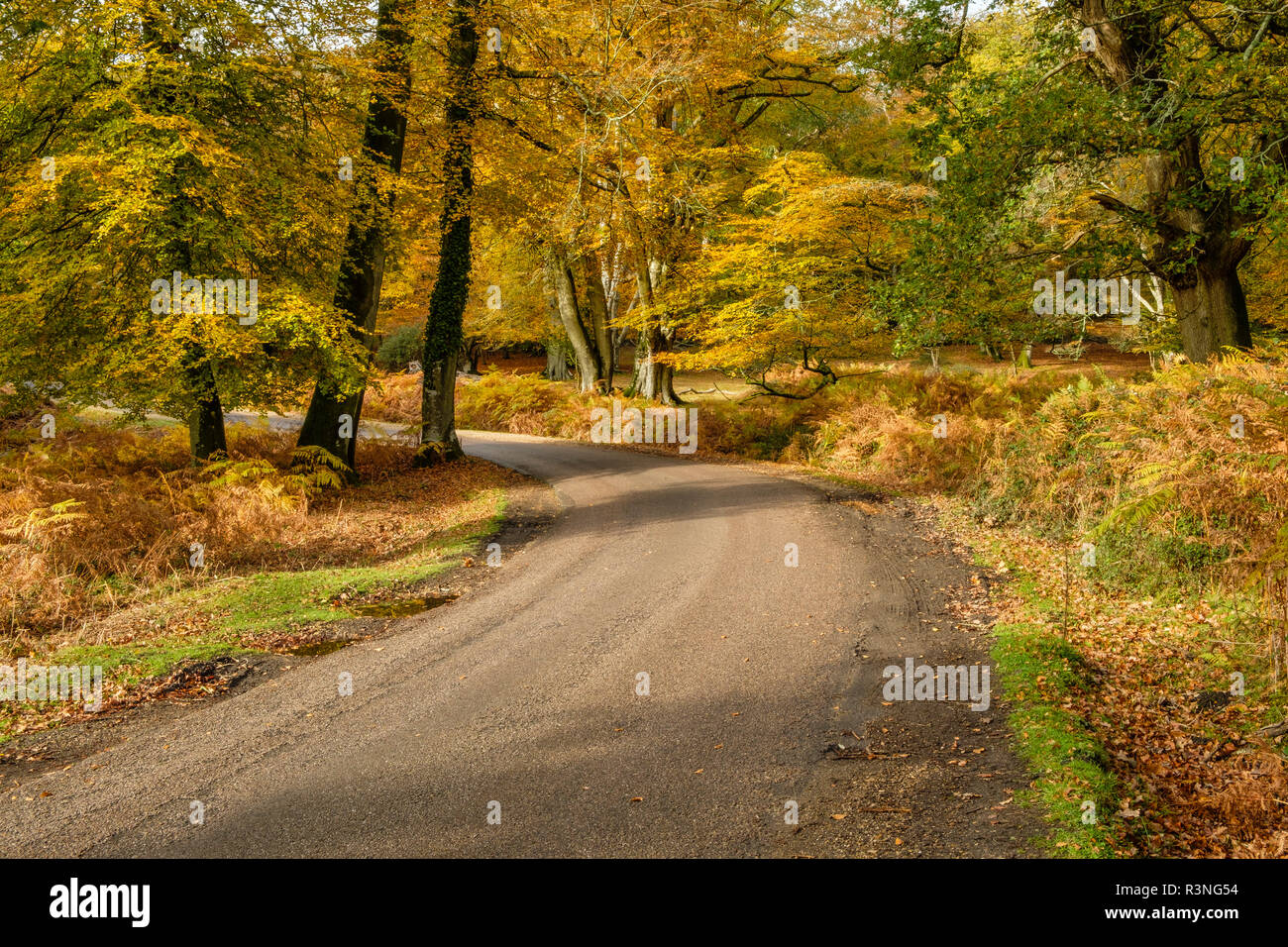 Beech Trees  and Bracken in Autumn Colour along the Ornamental Drive, New Forest National Park, Hampshire, England, UK, Stock Photo