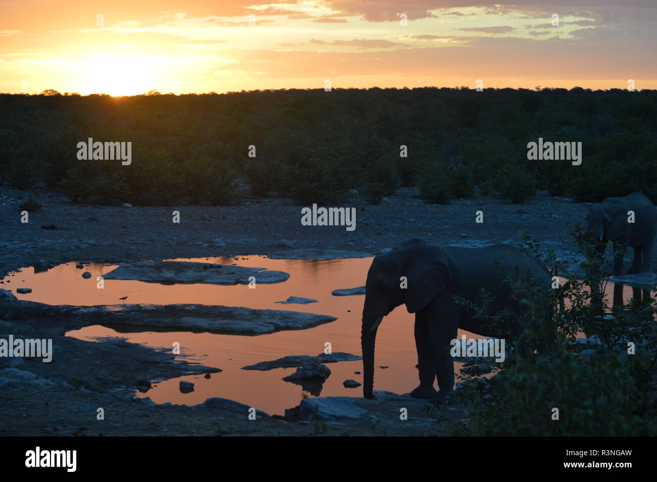 African savannah sunset elephant hi-res stock photography and images ...