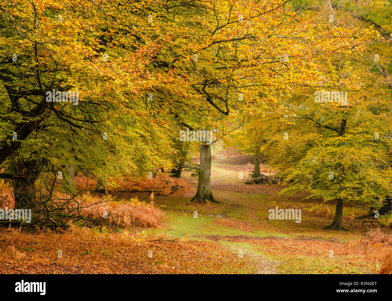 Beech Trees  and Bracken in Autumn Colour, New Forest National Park, Hampshire, England, UK, Stock Photo
