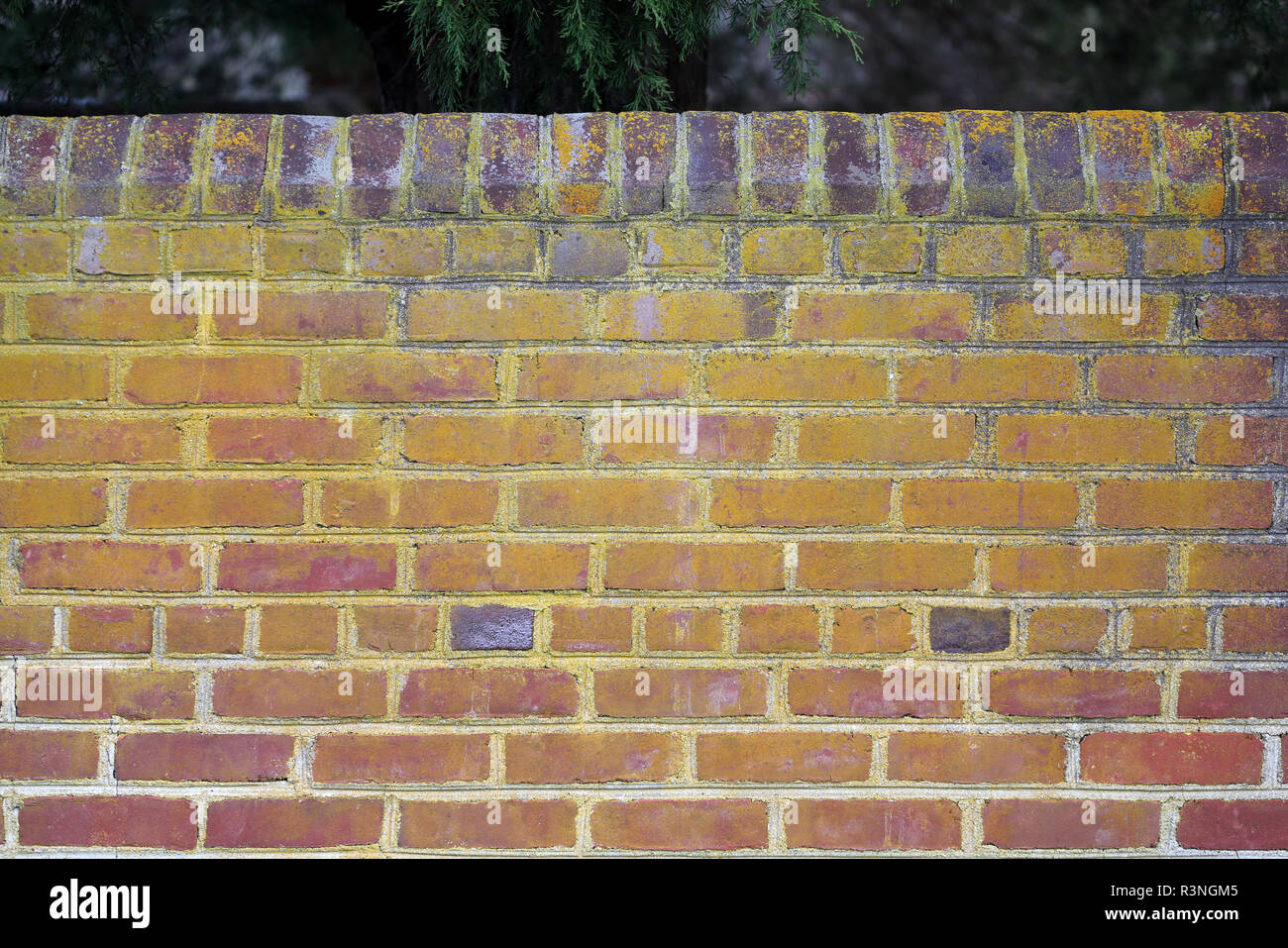 historic red brick wall with yellow lichen Stock Photo