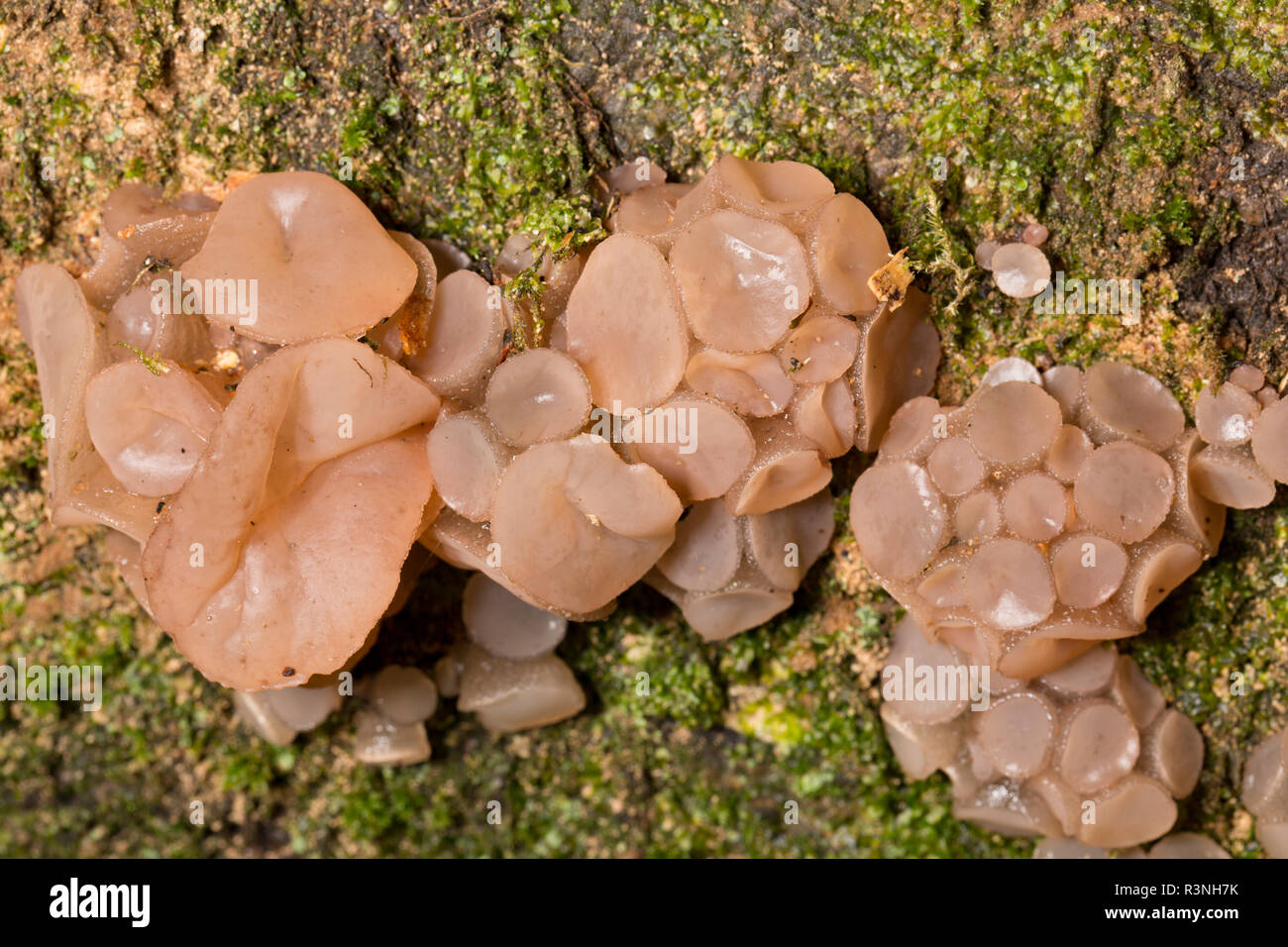 Beech Jelly disc fungi, Neobulgaria pura, growing on the trunk of a fallen beech tree in the New Forest Hampshire England UK GB Stock Photo