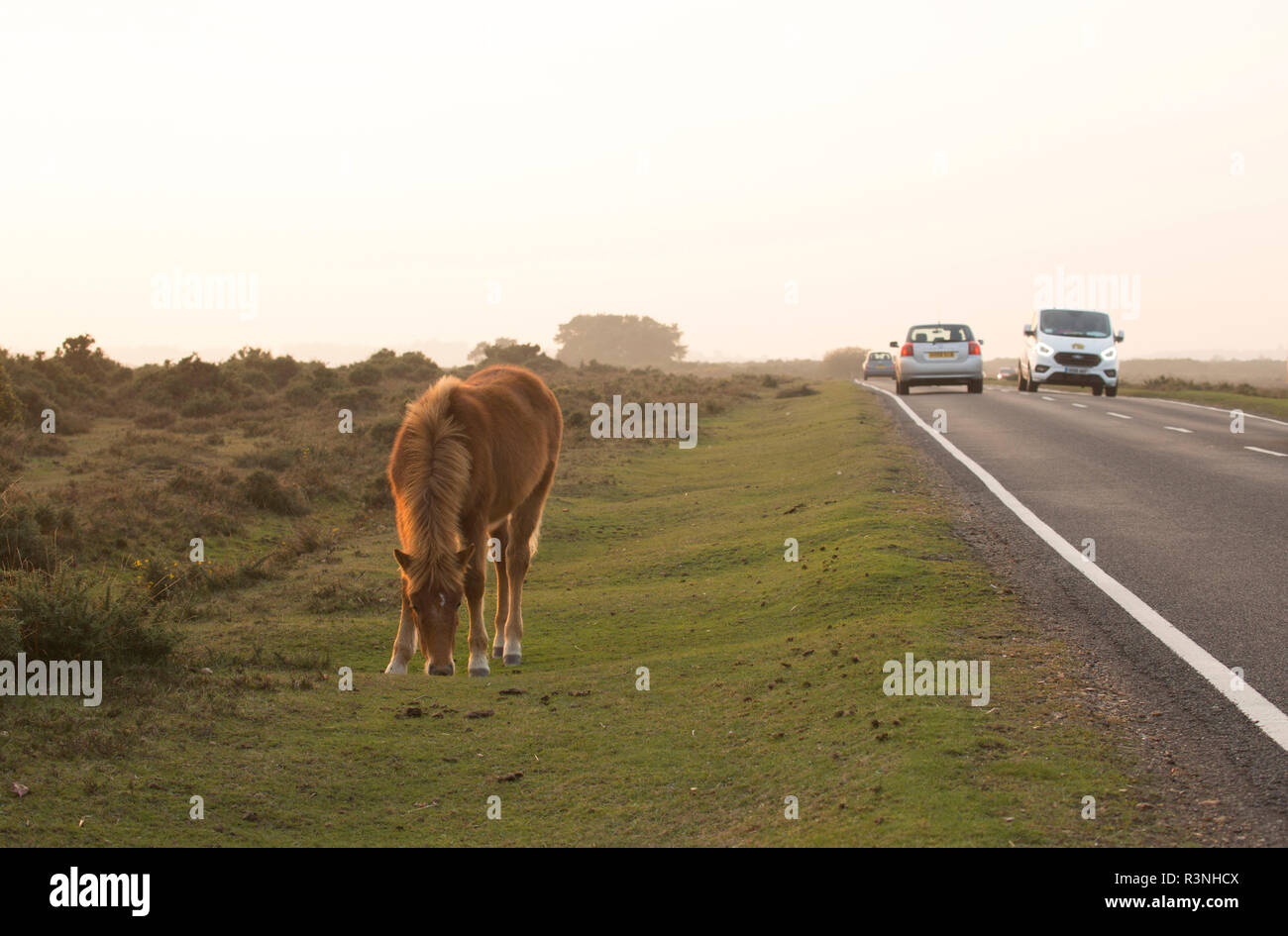Pony road hi-res stock photography and images - Alamy