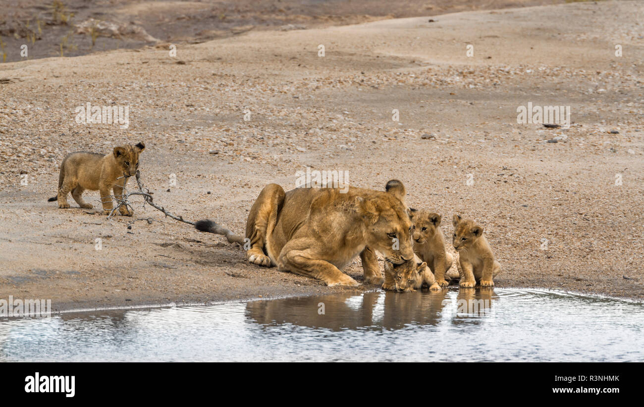 African lion (Panthera leo) in Kruger National park, South Africa. Stock Photo