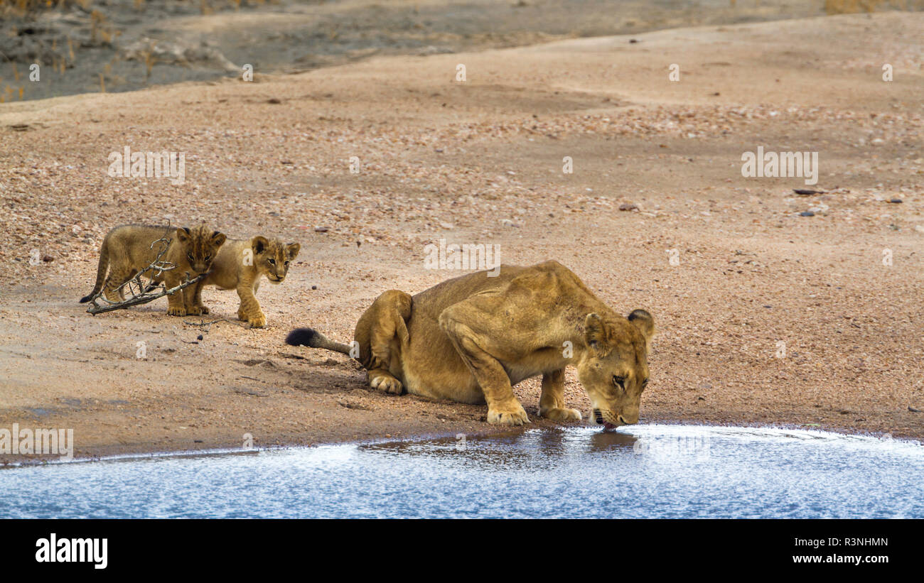 African lion (Panthera leo) in Kruger National park, South Africa. Stock Photo