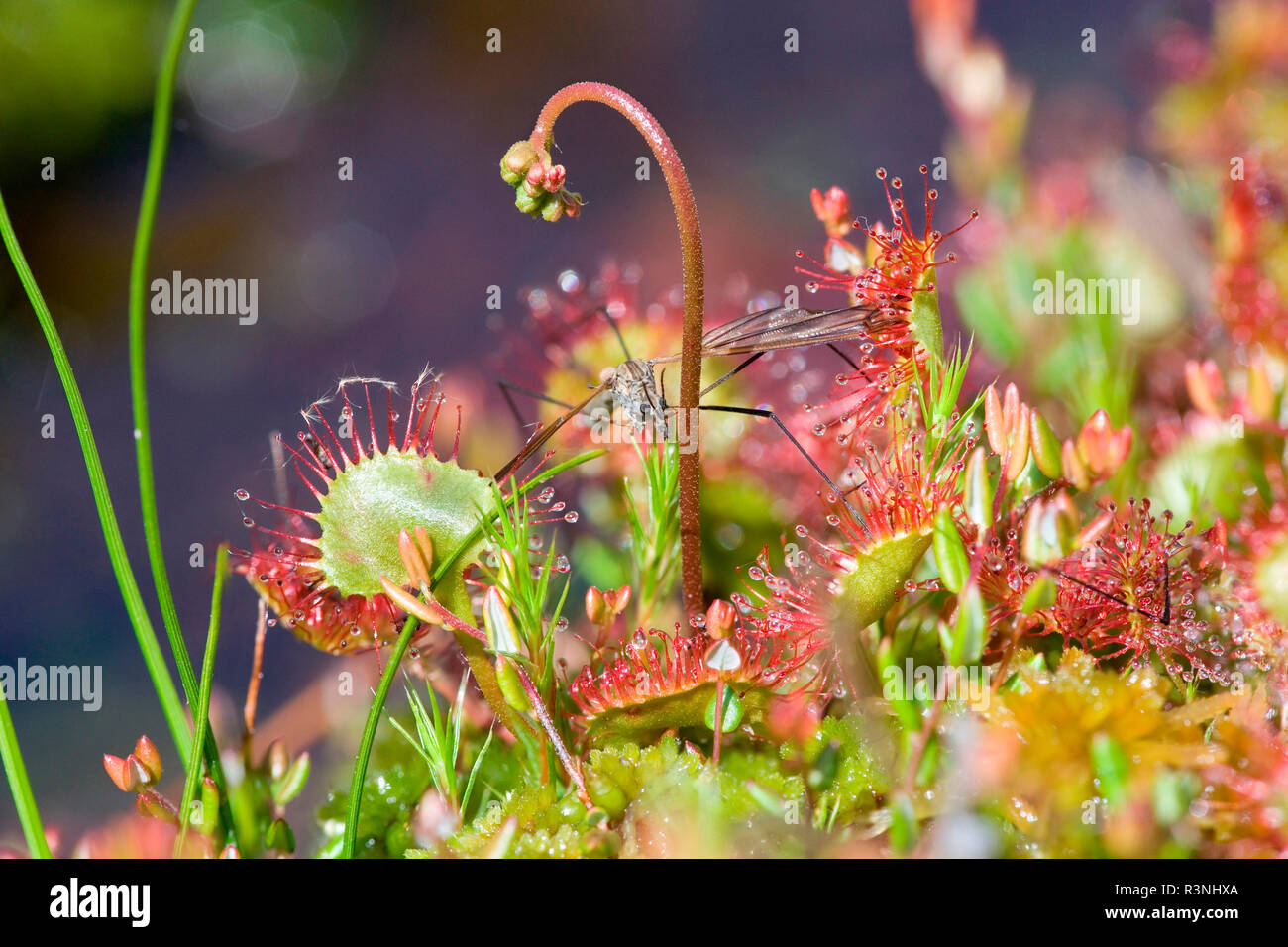 Round-leaved sundew (Drosera rotundifolia) with insect prey, Vosges mountains, France Stock Photo