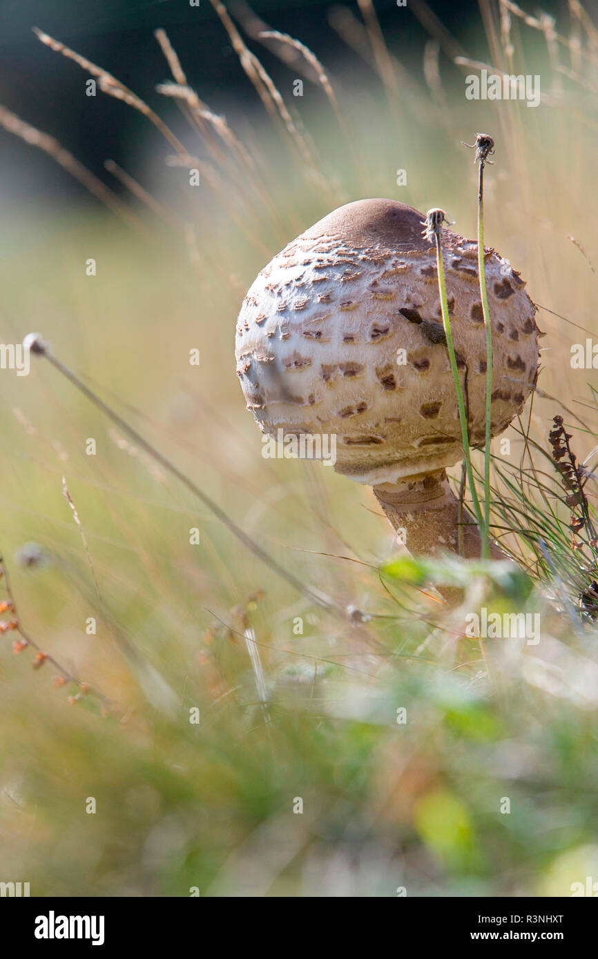 Parasol mushroom (Macrolepiota procera), Doller valley, Haut-Rhin, Alsace, France Stock Photo
