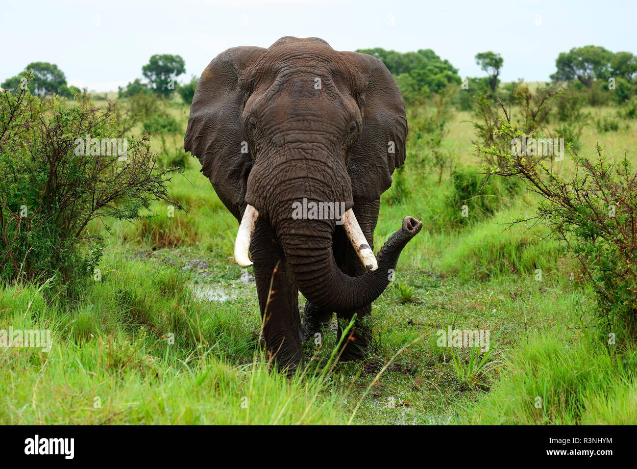 African Elephant D'afrique (loxodonta Africana) In Savanna, Masai Mara 