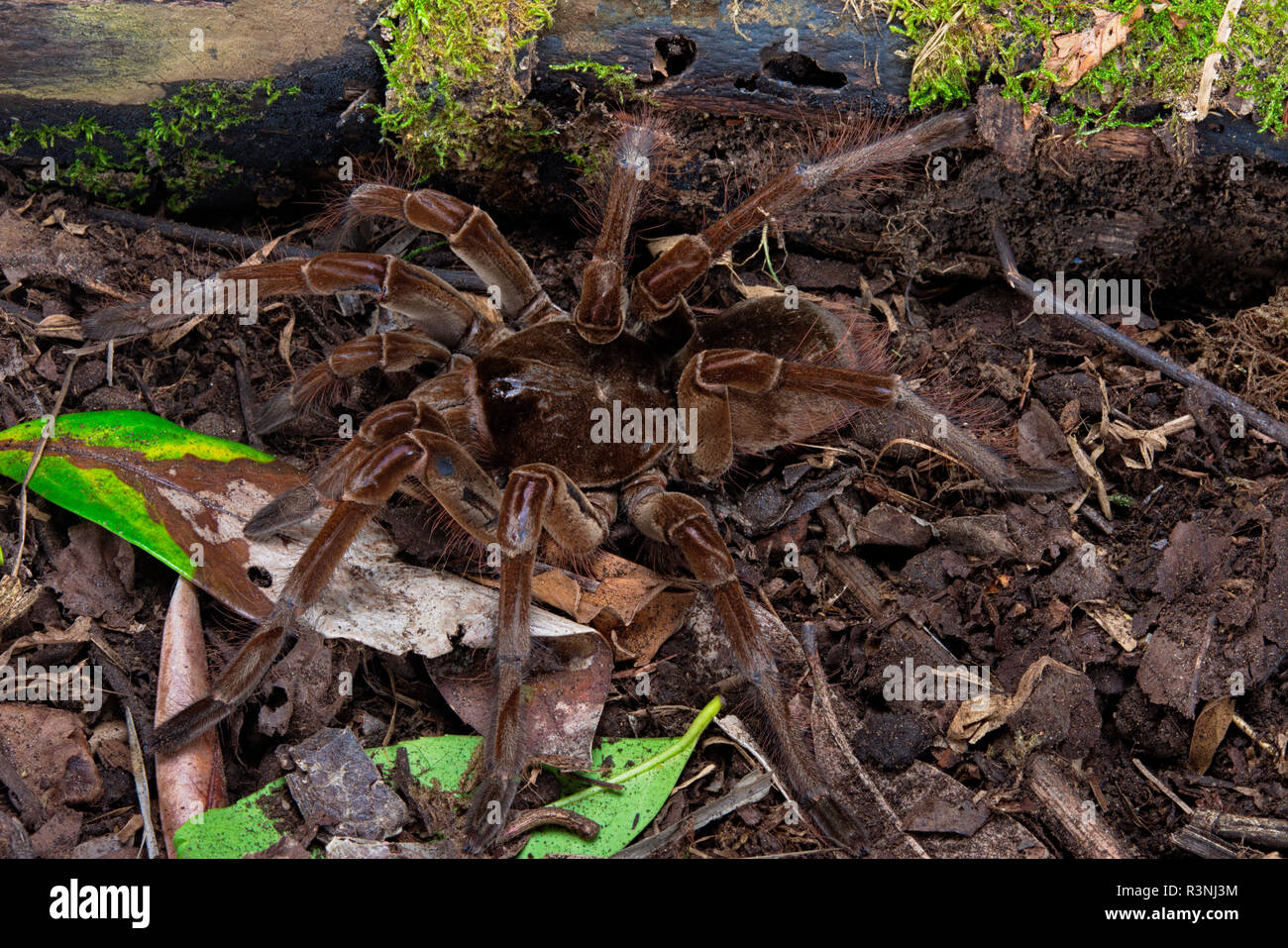 Burgundy goliath birdeater theraphosa stirmi hires stock photography
