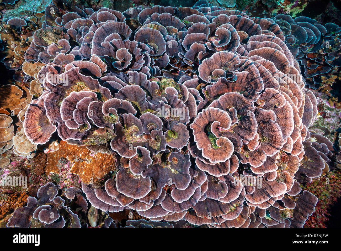 Delicate lettuce coral (Leptoseris explanata) on reef, Mayotte Stock