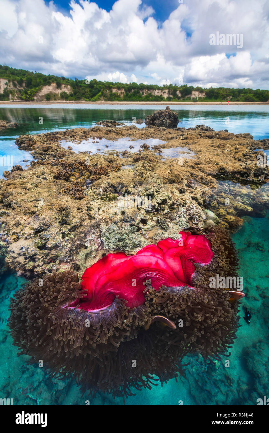 The pools of Badamier. At low tide, the reef of Mayotte is almost entirely discovered. This phenomenon is due to the 4 meters of tidal range that rhythms the tides of Mayotte. Here we can see an anemone and its clown fish almost out of the water. Stock Photo
