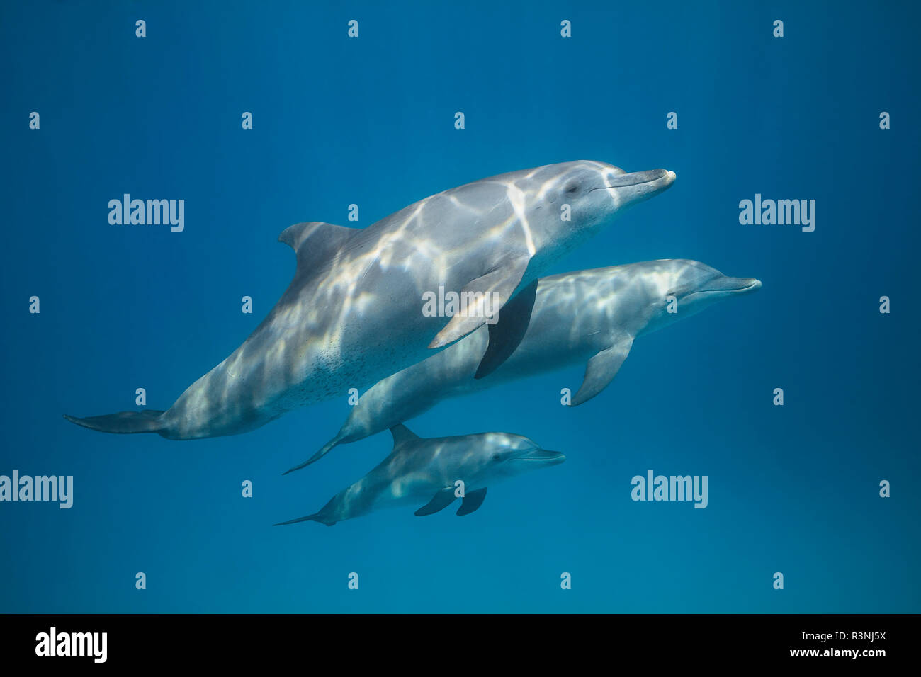 Indian Ocean bottlenose dolphin (Tursiops aduncus) and young in the lagoon, Mayotte. Stock Photo
