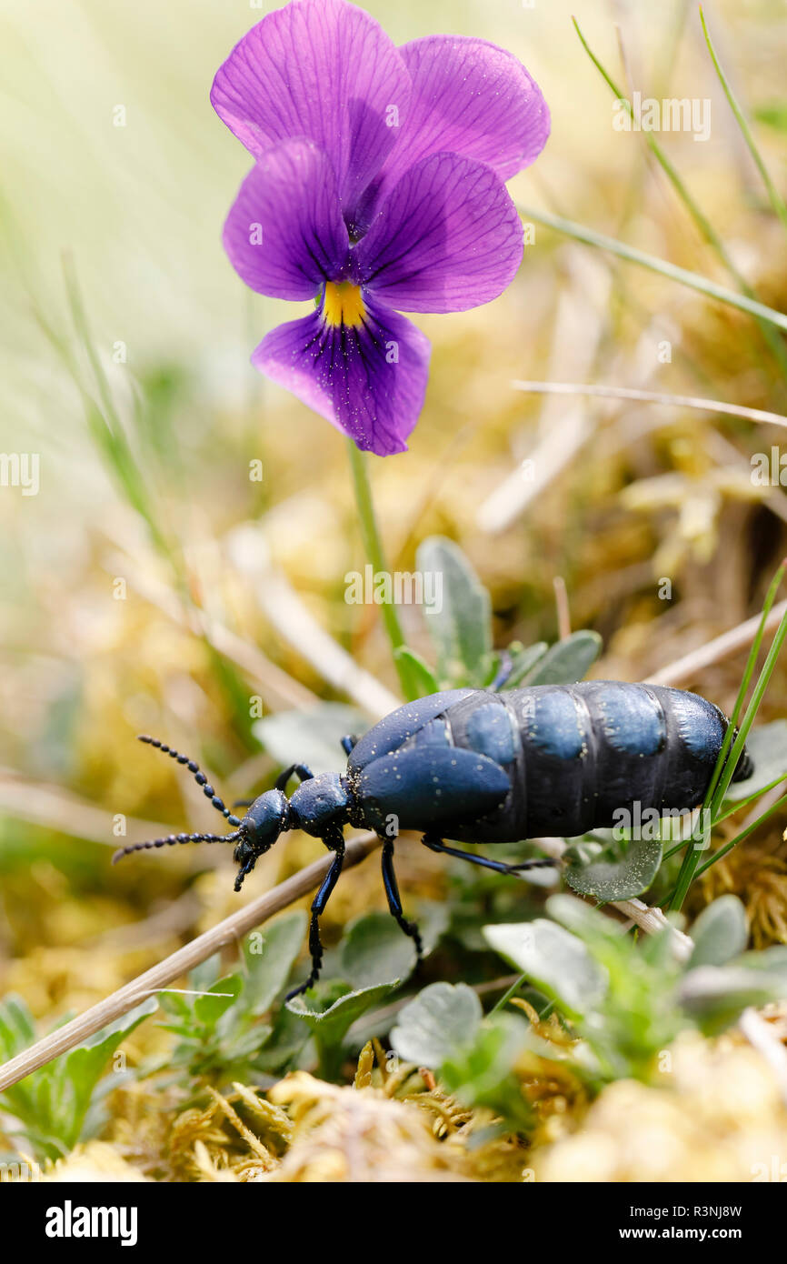 Violet oil Beetle (Meloe violaceus) female and Mountain pansy (Viola ...