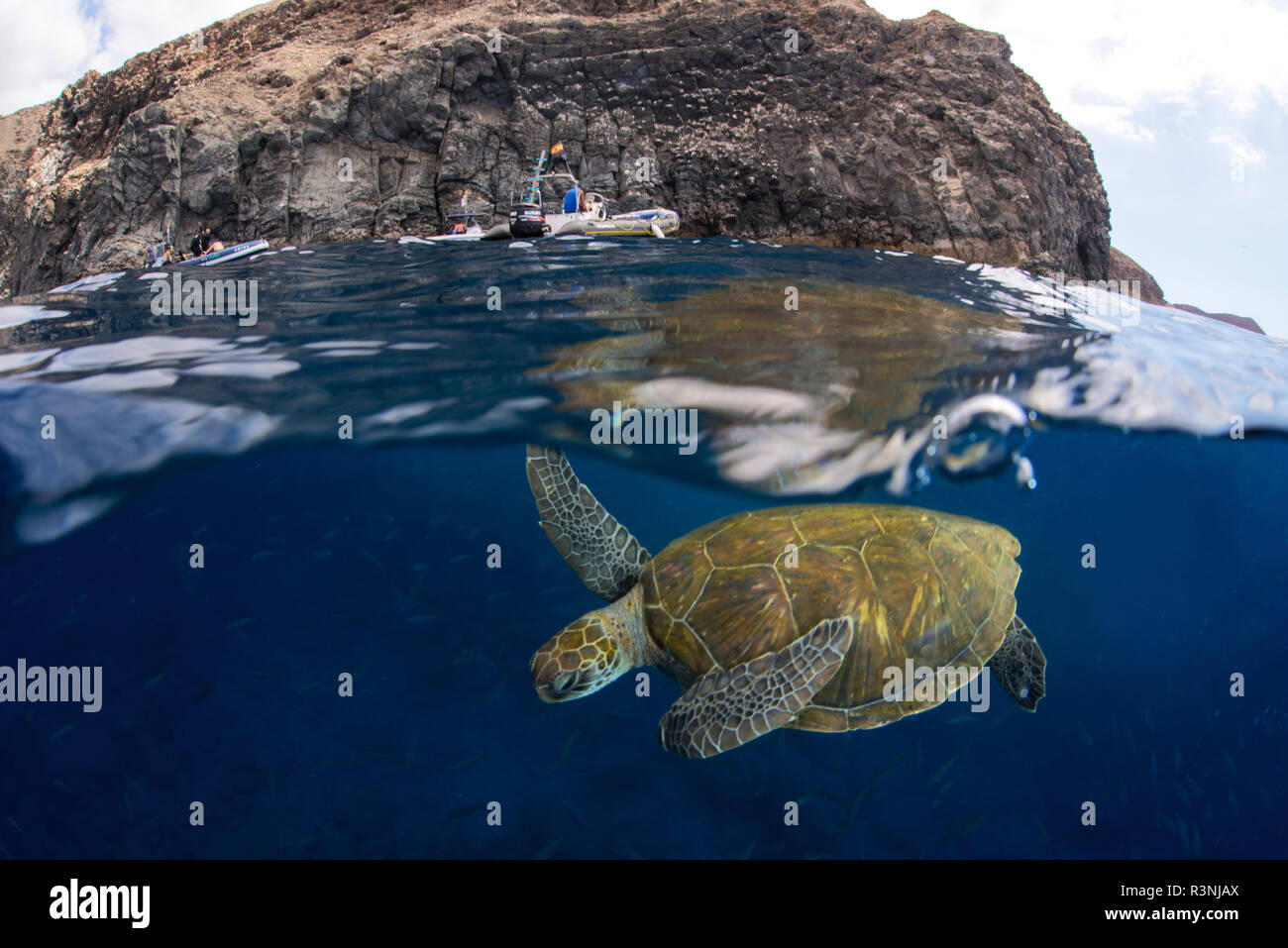 Green sea turtle (Chelonia mydas). Tenerife, Canary Islands. Stock Photo
