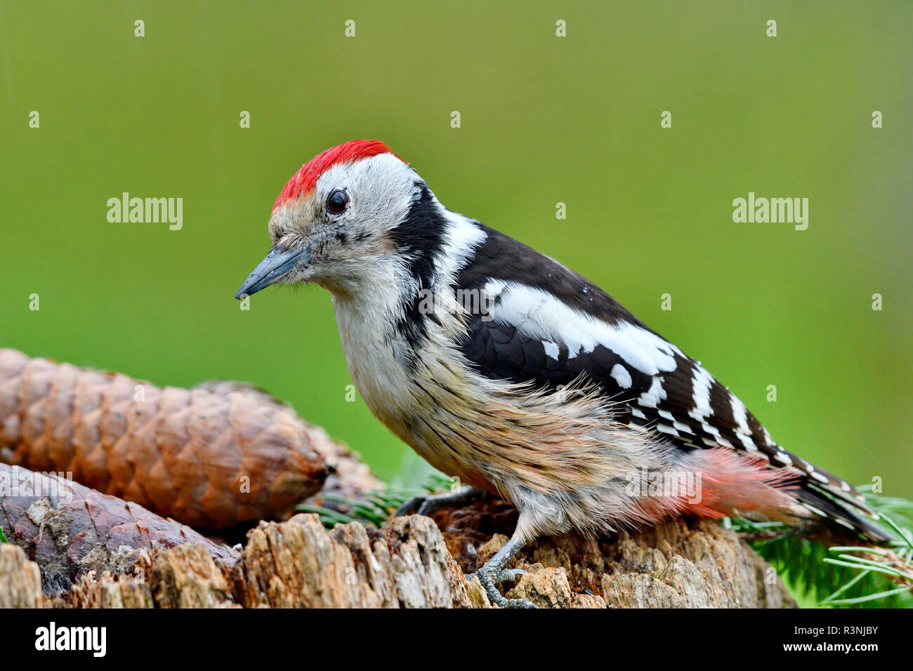 Middle Spotted Woodpecker (Dendrocopos medius) seeking food on the ground on an old stump, France Stock Photo