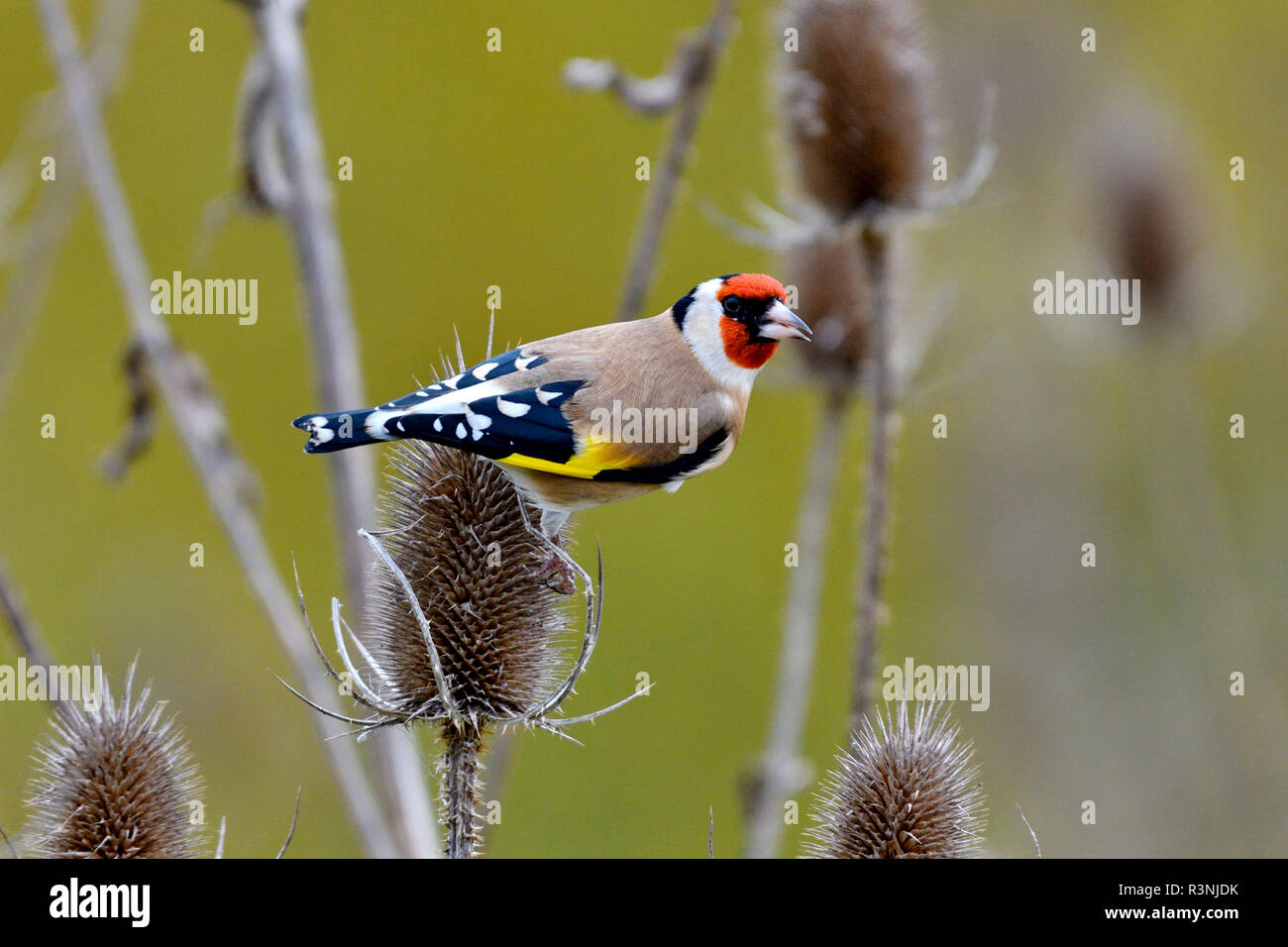 European Goldfinch (Carduelis carduelis) feeding on teasel seeds, France Stock Photo