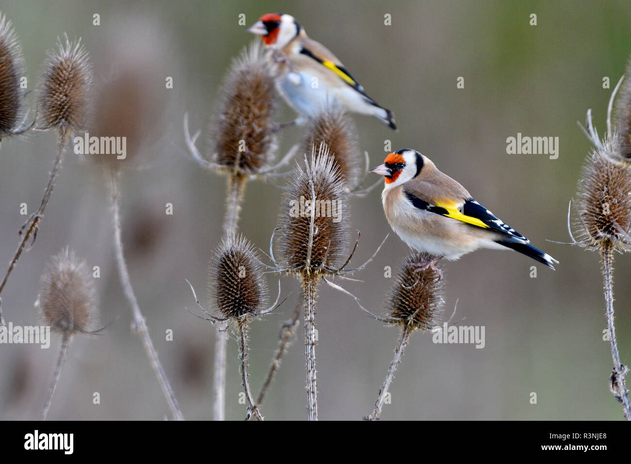 European Goldfinches (Carduelis carduelis) feeding on teasel seeds
