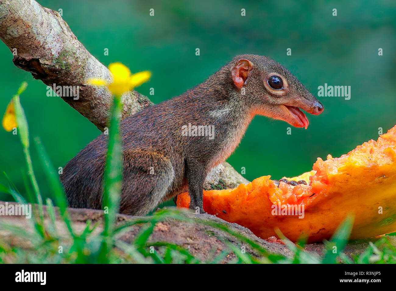 A common treeshrew (Tupaiidae - Tupaia glis) eating papaya fruit. Stock Photo