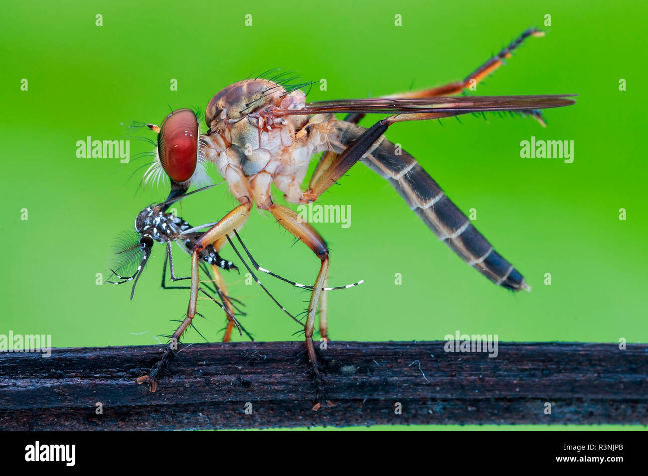 Robberfly (Asilidae) eating asian tiger mosquito (Aedes albopictus). Stock Photo