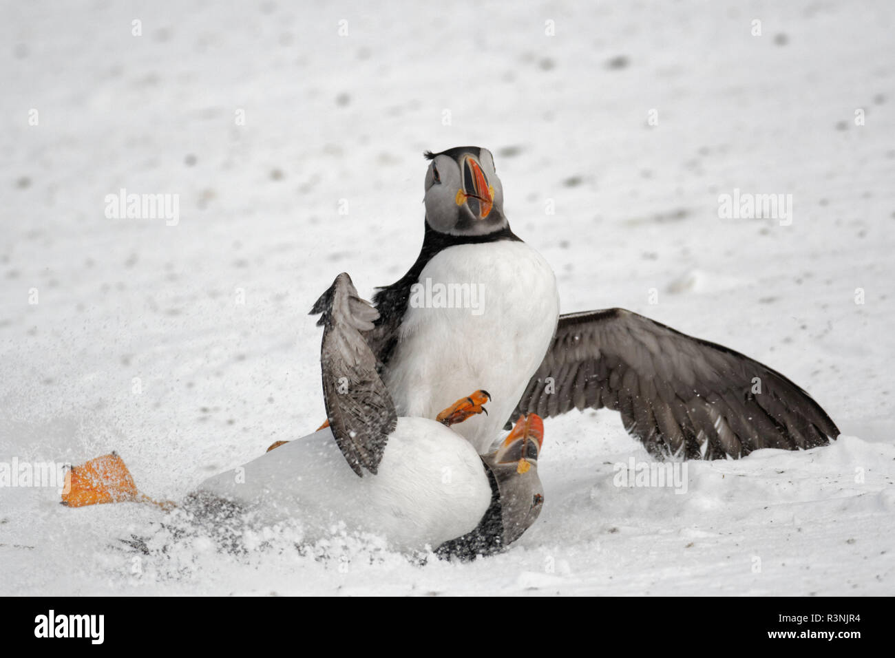 Seabird of the month - Atlantic Puffin (Fratercula arctica