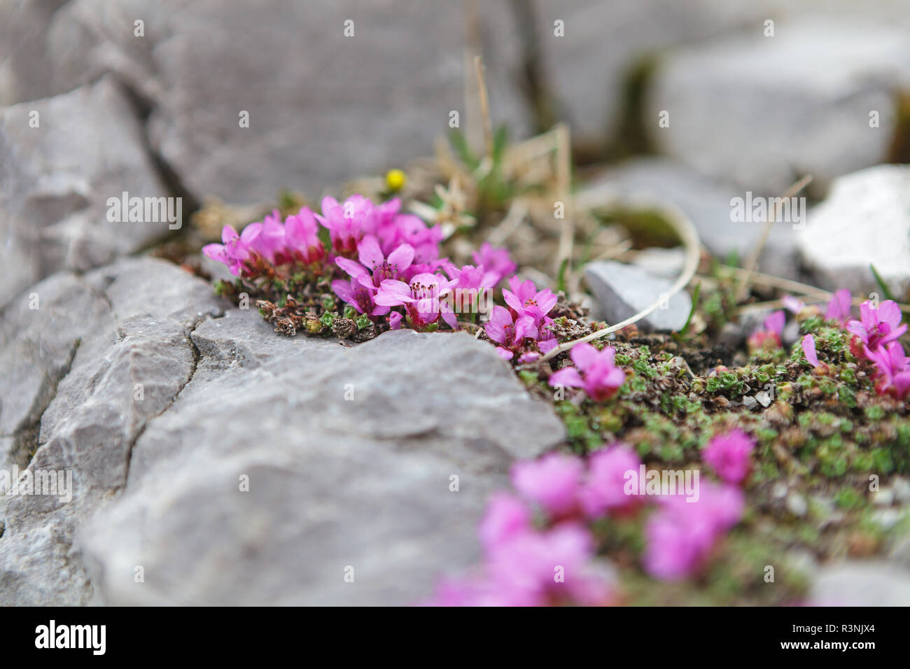 Silene acaulis wildflower in natural mountain environment Stock Photo