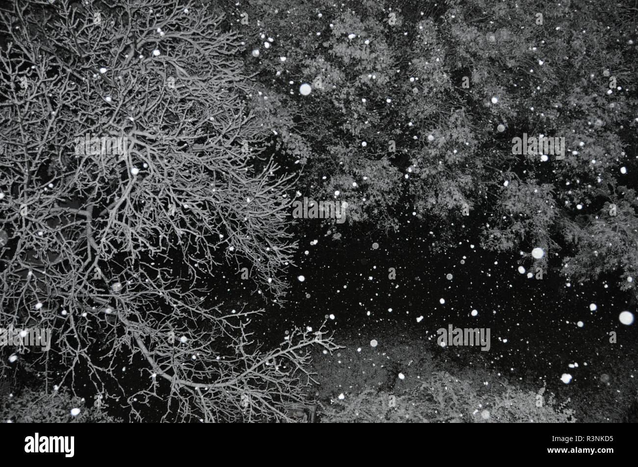 Snow falling over trees on cold winter night. Stock Photo