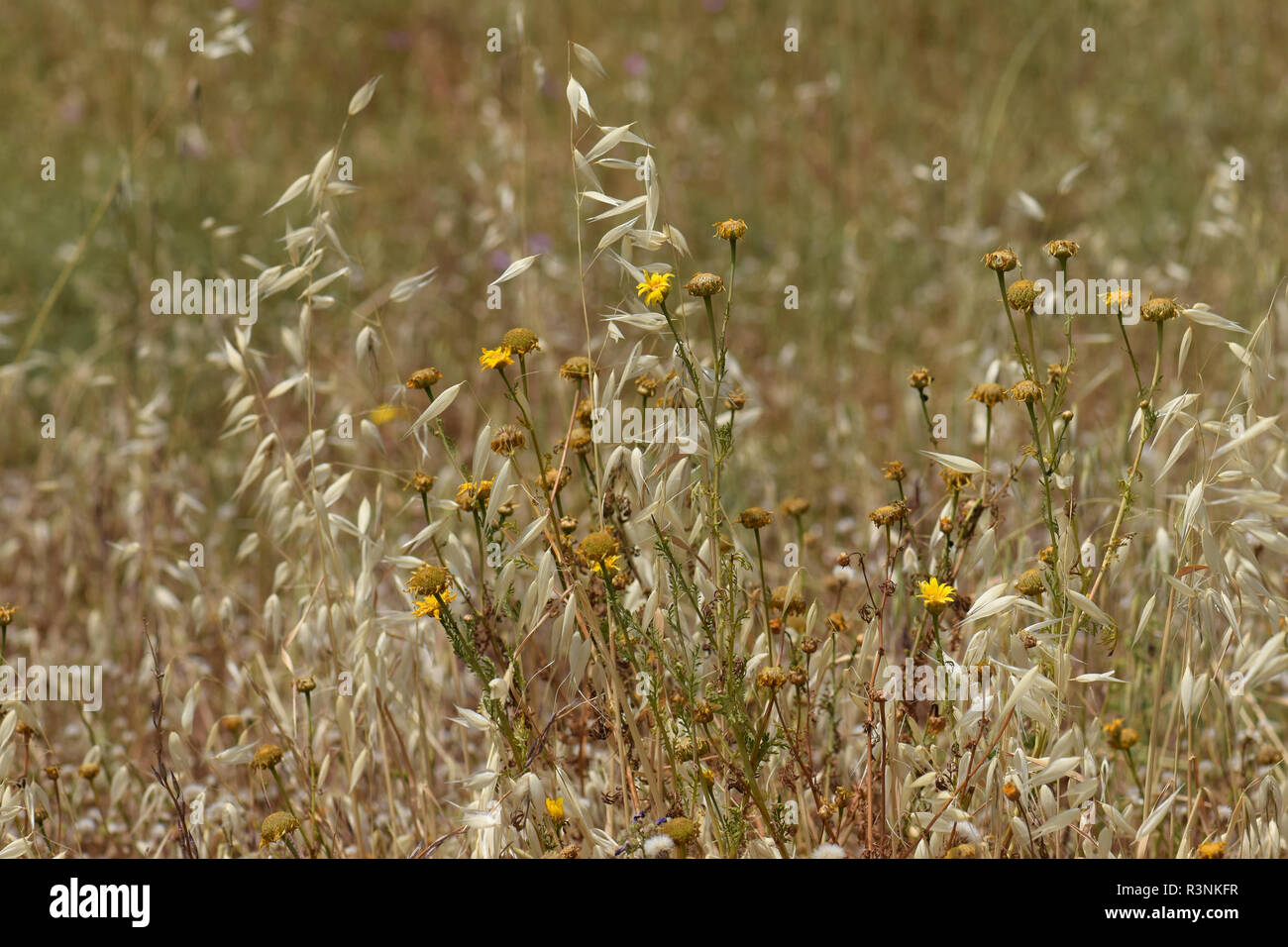 Withered wild flowers and overgrown dry oat straw plants. Spring turns to summer. Stock Photo