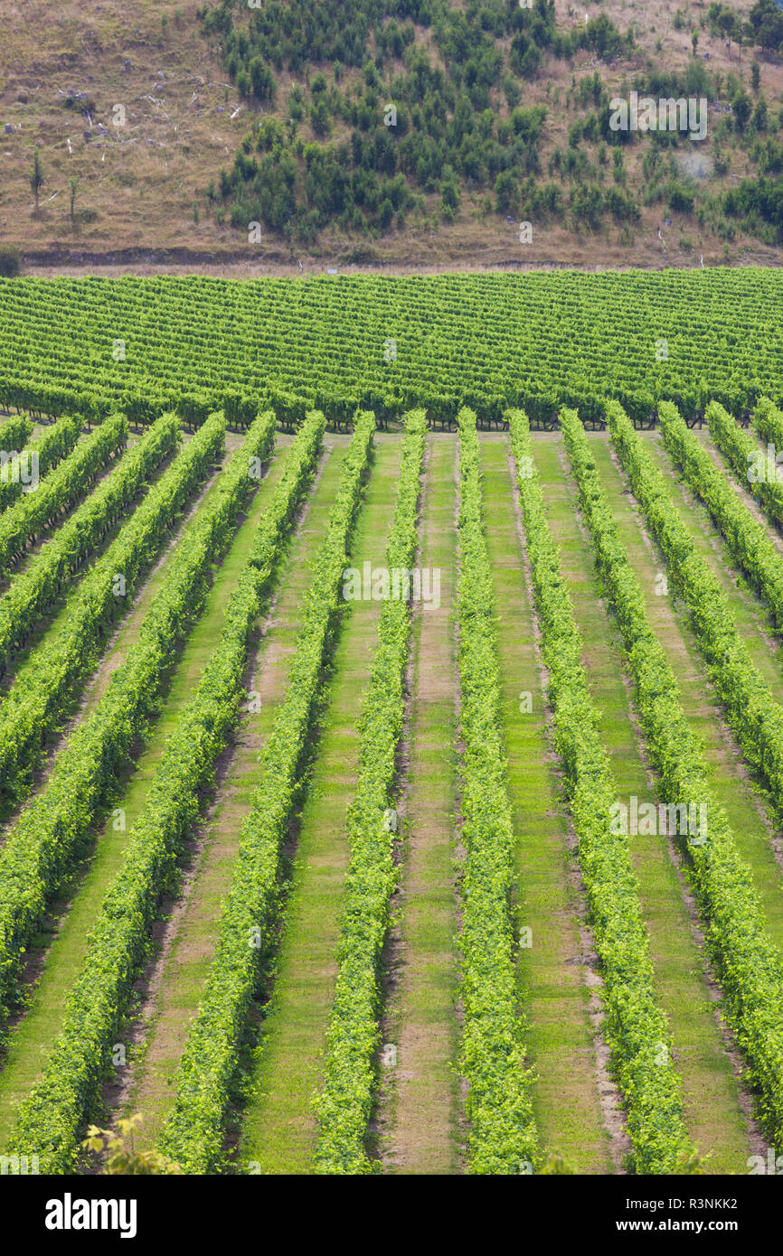 New Zealand, Hawkes Bay, Taradale. Elevated view of vineyard Stock
