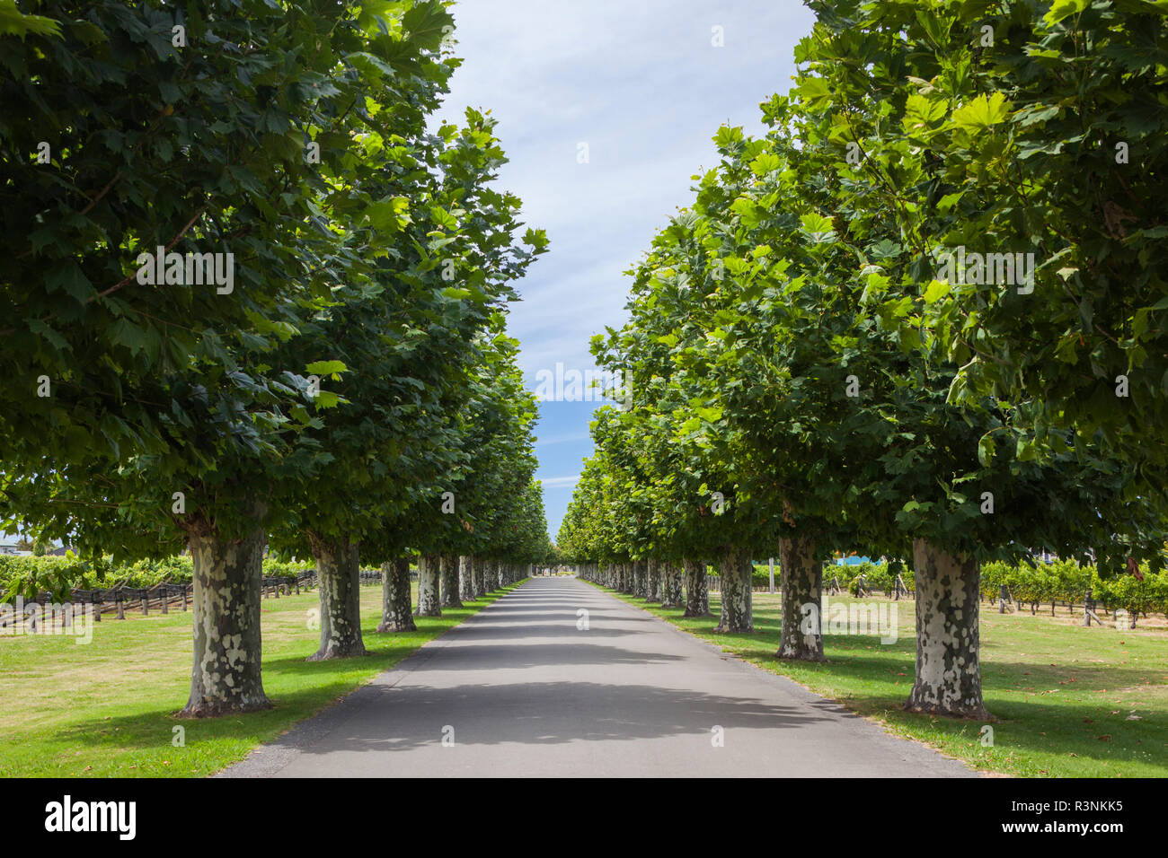 New Zealand, Hawkes Bay, Taradale. Vineyard road Stock Photo Alamy