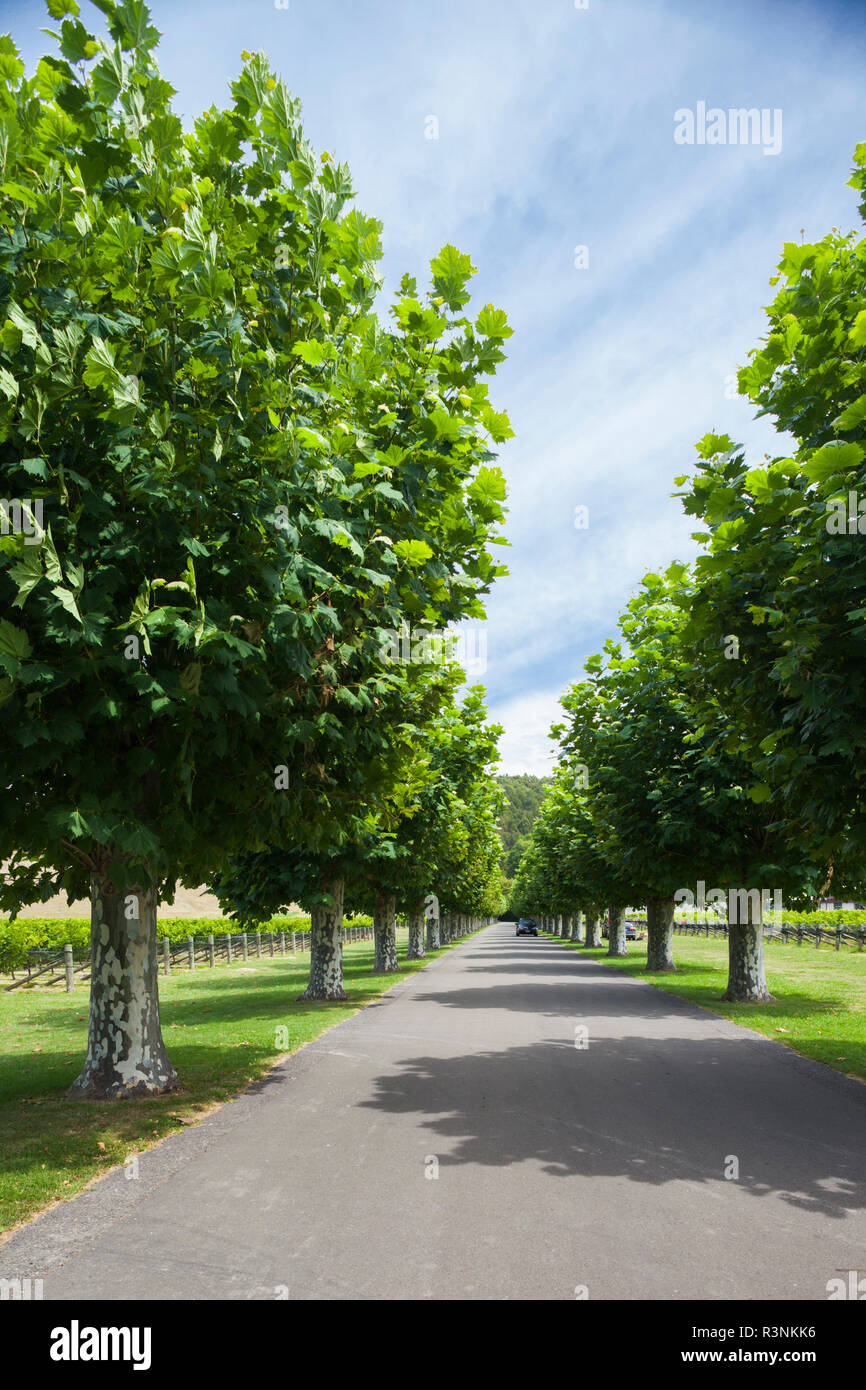 New Zealand, Hawkes Bay, Taradale. Vineyard road Stock Photo Alamy