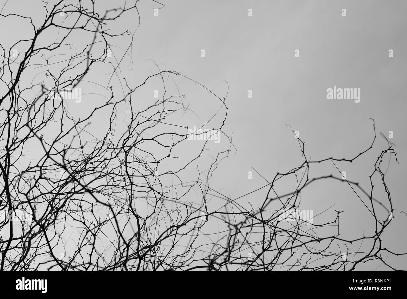 Tree branches with thorns and cloudy gray sky. Stock Photo