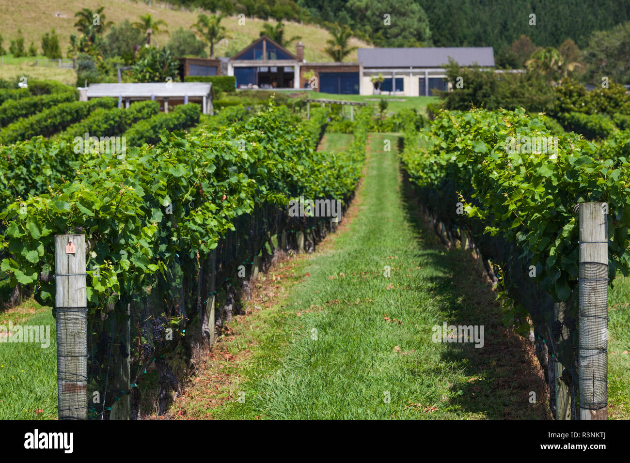 New Zealand, North Island, Coromandel Peninsula. Cooks Beach, Mercury Bay Estate Winery Stock Photo
