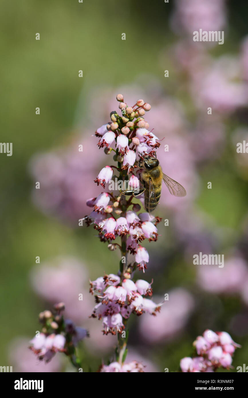 Bee collecting nectar from thyme plant flower Stock Photo Alamy