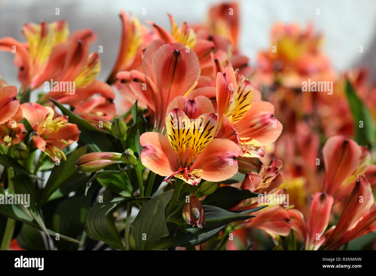 Alstroemeria peruvian lily flowering plant in bloom. Springtime nature background. Stock Photo