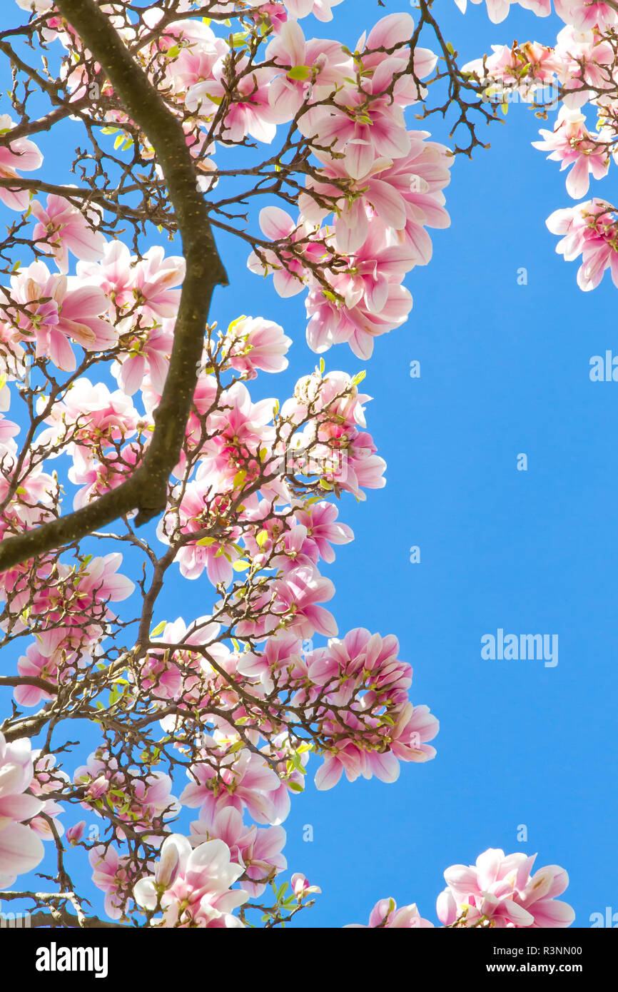 Magnolienbaum magnolia tree hi-res stock photography and images - Alamy