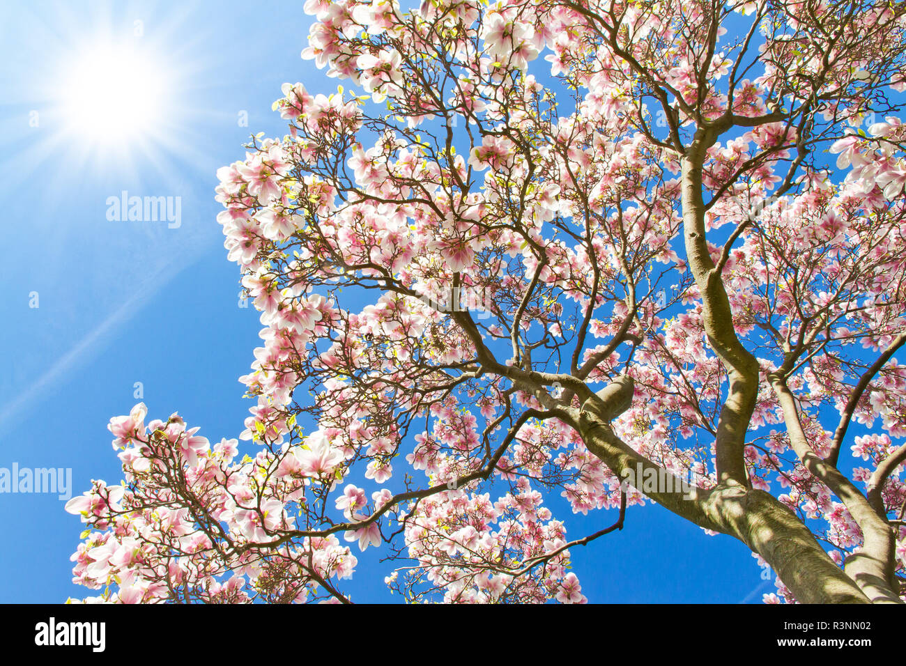 Magnolienbaum magnolia tree hi-res stock photography and images - Alamy