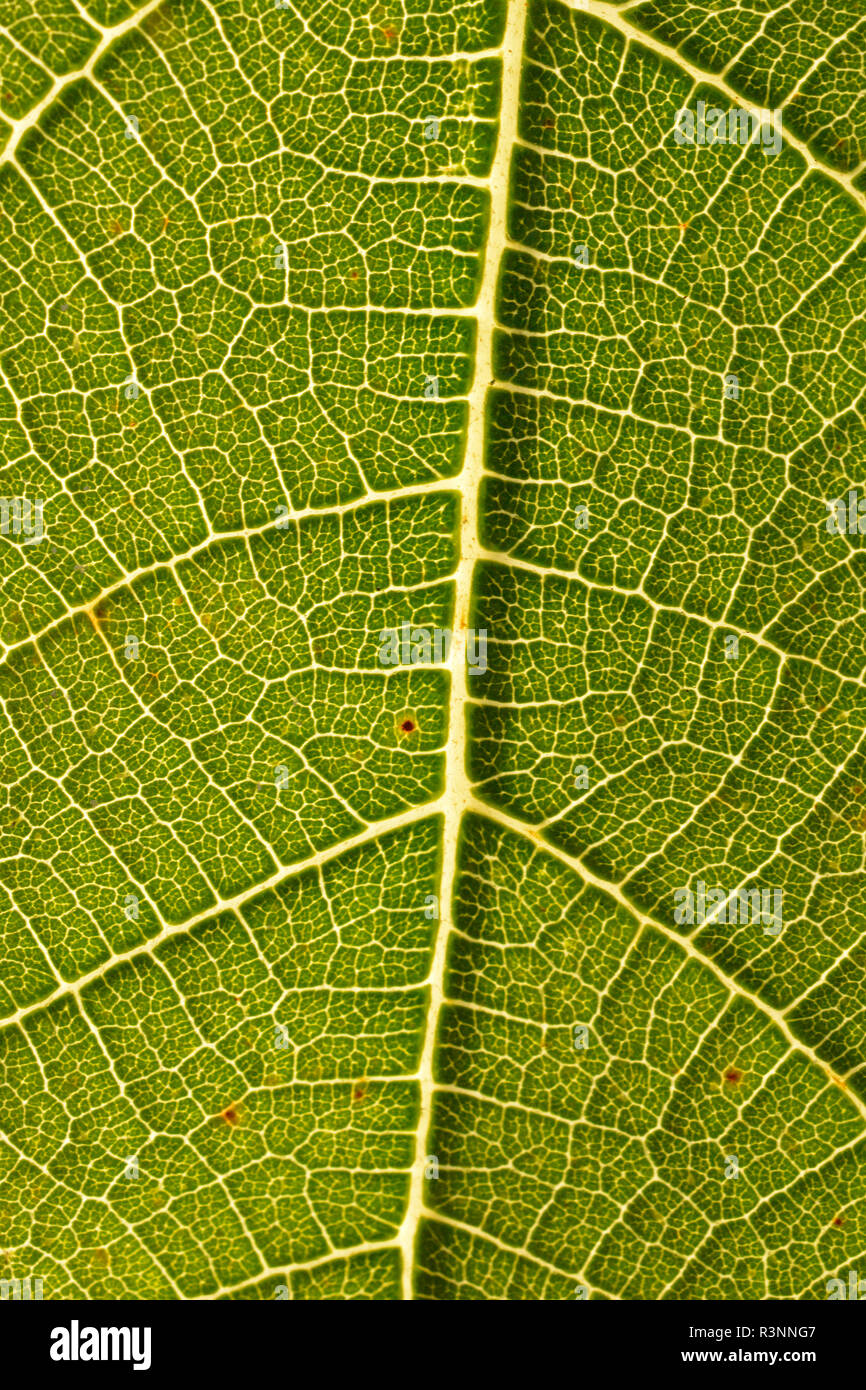 Veins structure hi-res stock photography and images - Alamy