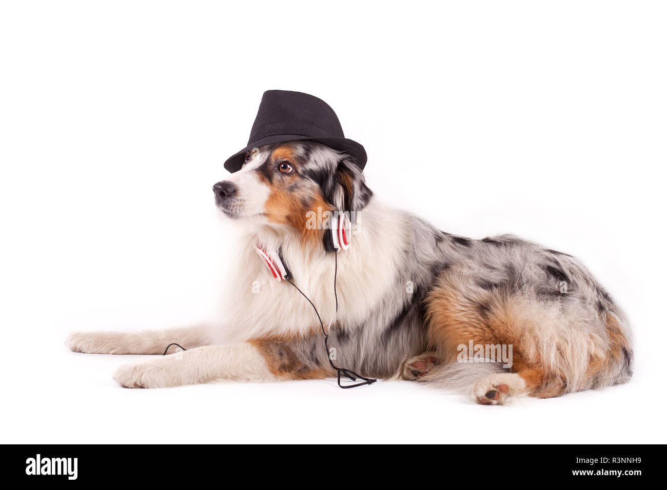 musical dog Stock Photo