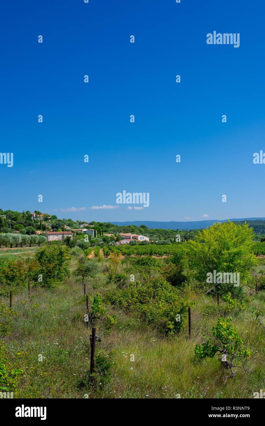 abandoned vineyard Stock Photo