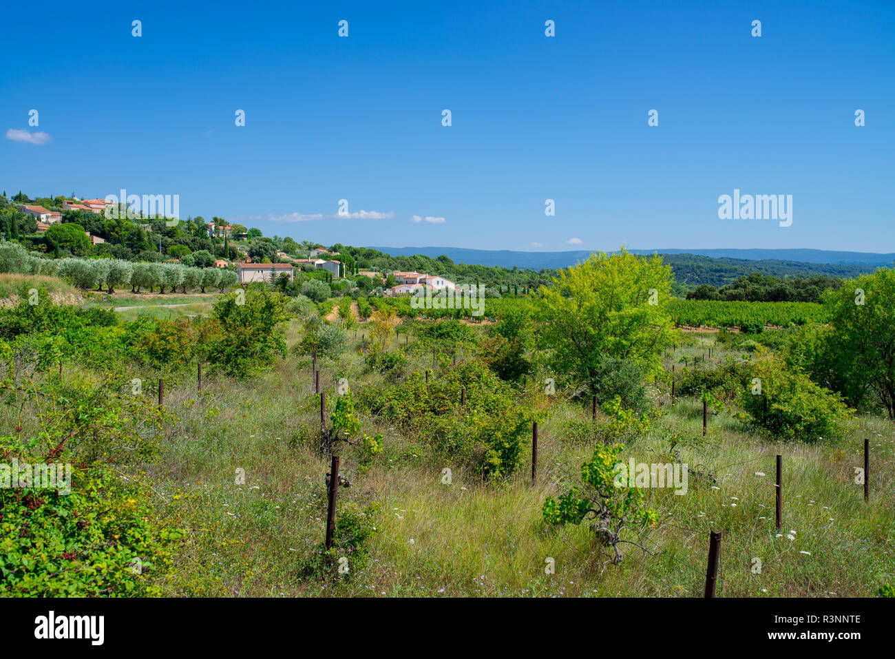abandoned vineyard Stock Photo