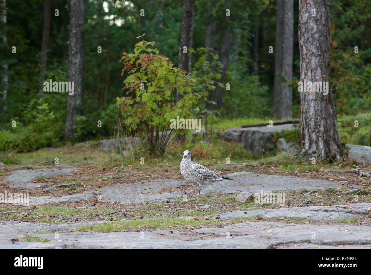 Young gull looking to the camera while walking on rock at the forest, near the sea in southern Finland, Espoo. Stock Photo