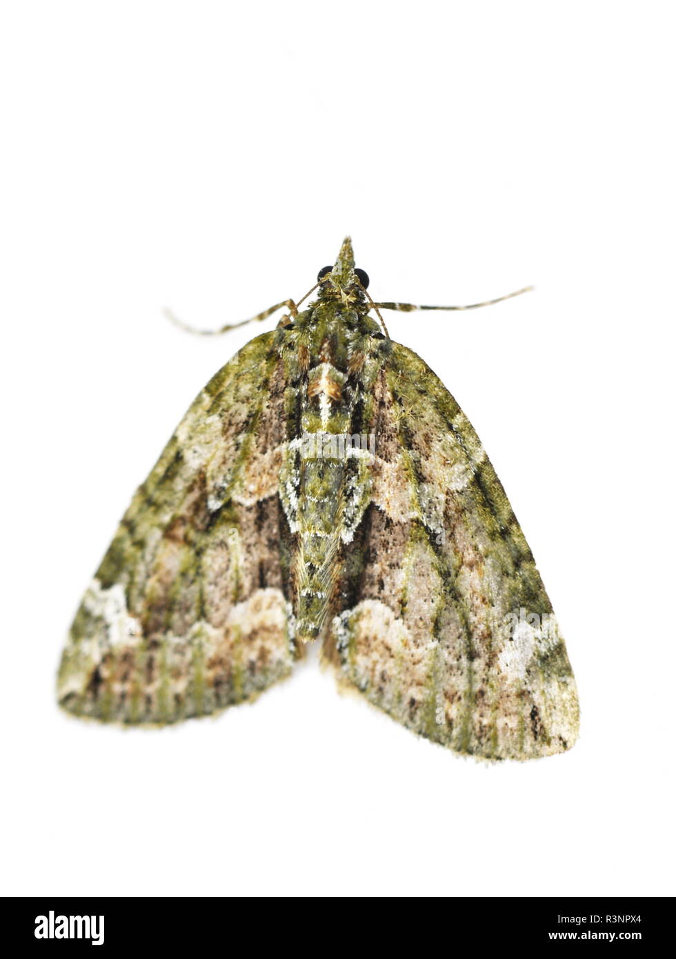 Red-green Carpet moth on white background Stock Photo